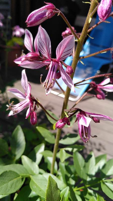 Schaffner Naturgarten Arbeiten