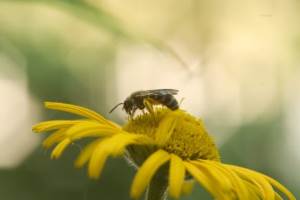schaffner NATURGARTEN