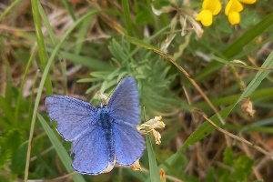 schaffner NATURGARTEN