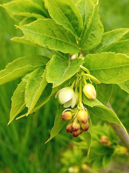 Schaffner Naturgarten Preise